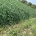烘干苜蓿草自家货源品质保障价格美丽欢迎电话咨询