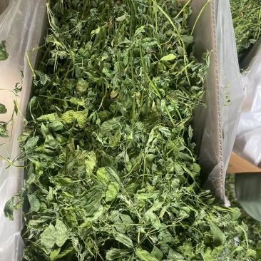 烘干苜蓿草自家货源品质保障价格美丽欢迎电话咨询
