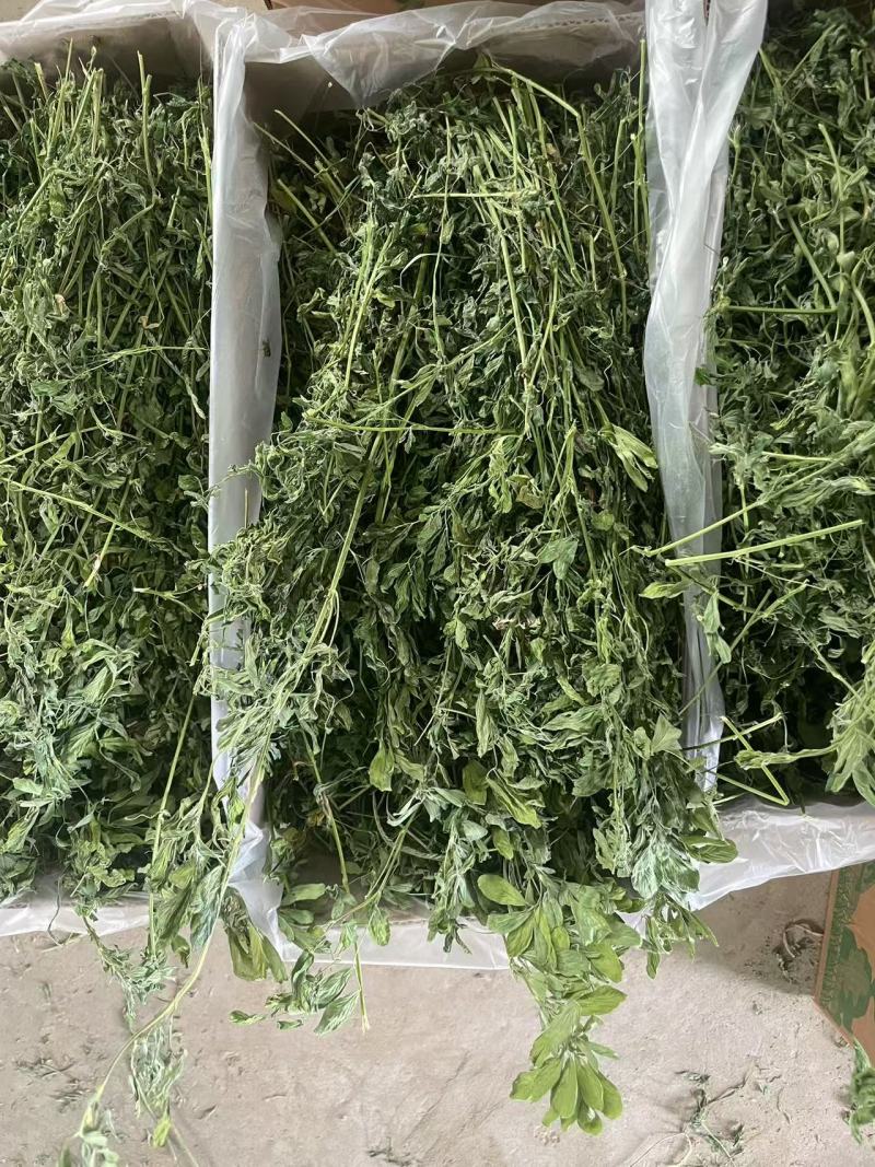 烘干苜蓿草自家货源品质保障价格美丽欢迎电话咨询
