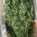 烘干苜蓿草自家货源品质保障价格美丽欢迎电话咨询