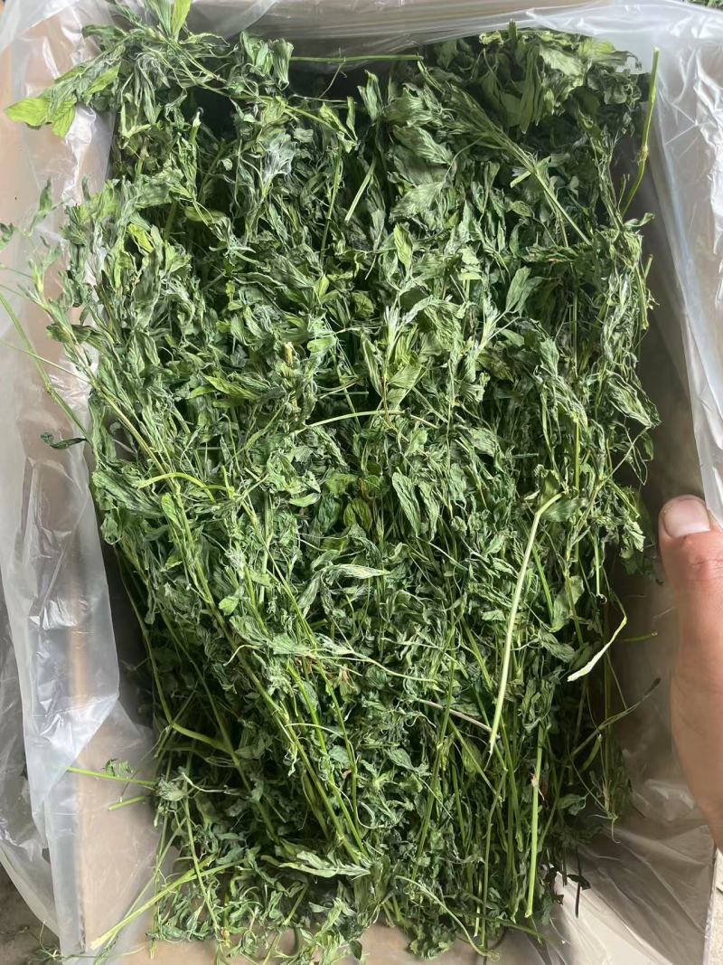 烘干苜蓿草自家货源品质保障价格美丽欢迎电话咨询