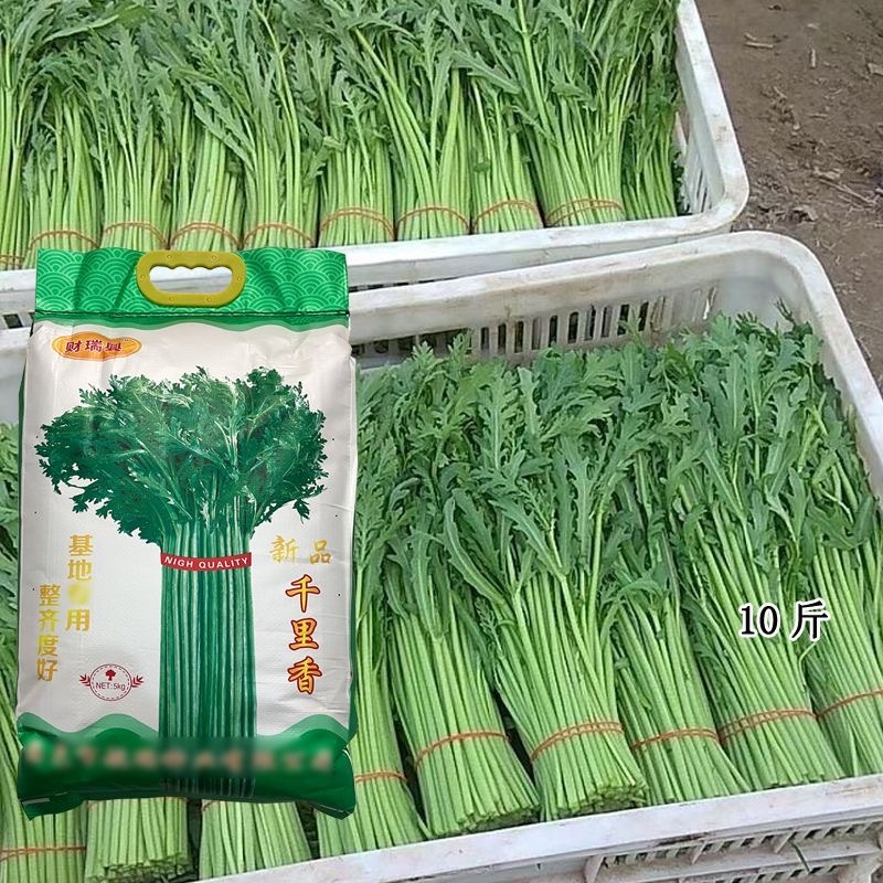光杆茼蒿种子叶色浓绿香味浓郁生长速度快