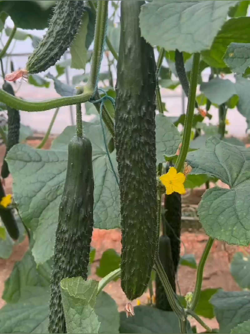 密刺黄瓜种子新津优1号长条形绿瓤有节节瓜青瓜瓜把短早春