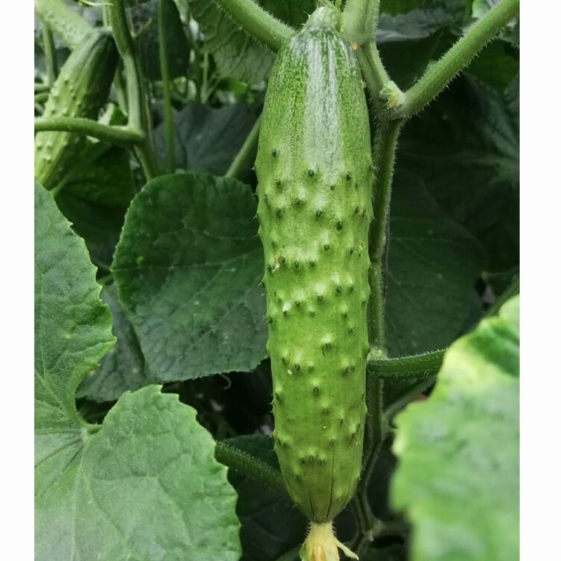 水果黄瓜种子青玉大将军旱黄瓜节节有瓜绿皮绿肉基地种