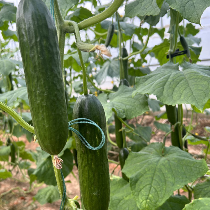 水果黄瓜种子欧果8号甜脆鲜食味道肉厚刺少春秋栽培