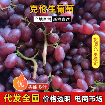 山东烟台克伦生葡萄，产地供应，大量上市，价格美丽