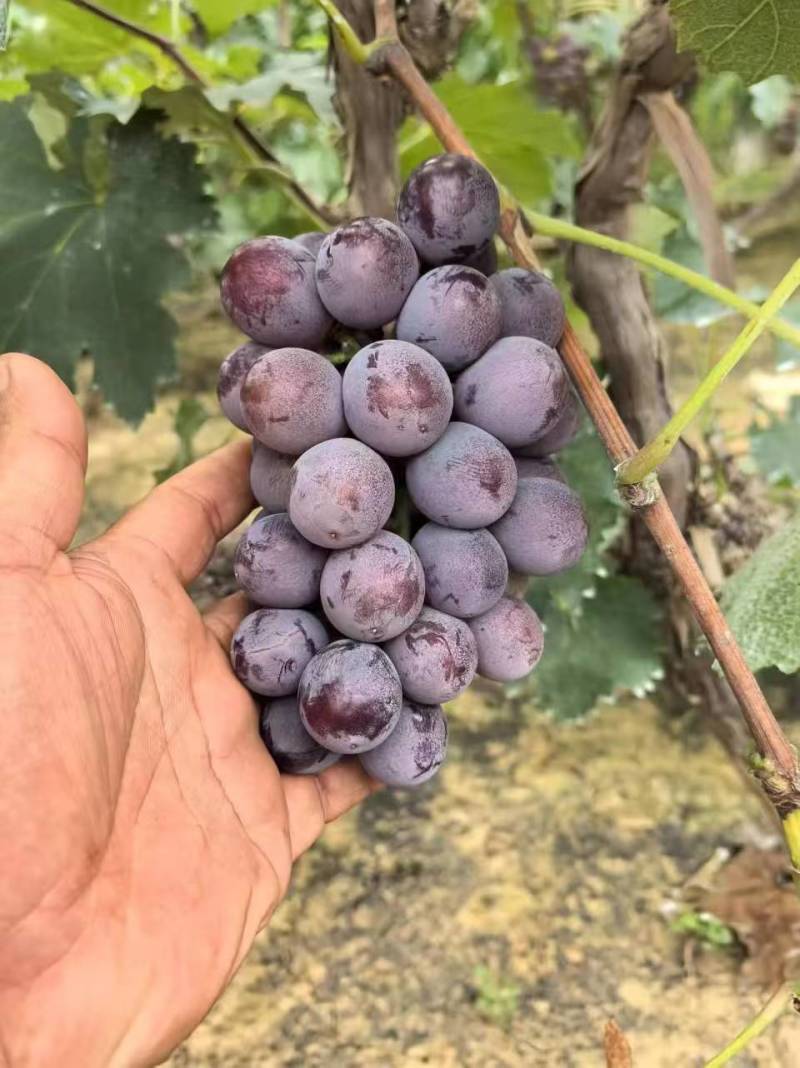 巨峰葡萄产地直发量大价优一手货源对接全国客商欢迎致电咨询