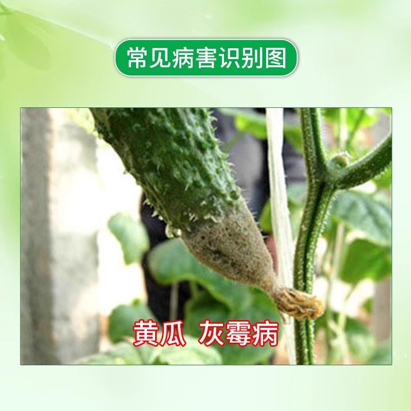 绿亨30%嘧霉胺福美双西红柿草莓叶霉病灰霉病专用药杀菌剂