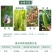 正品绿亨10%灭蝇胺黄瓜美洲斑潜蝇潜叶蛾鬼画符农药杀虫剂