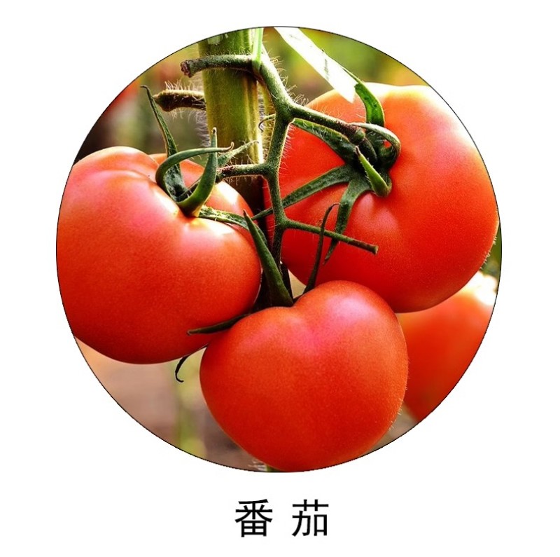 绿亨25%琥铜吗啉胍辣椒烟草黄瓜番茄小叶花叶病毒病杀菌剂