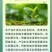 绿亨25%琥铜吗啉胍辣椒烟草黄瓜番茄小叶花叶病毒病杀菌剂