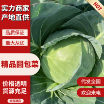 甘蓝云南省大理宾川圆包菜(小铁头)货源充足产地直供