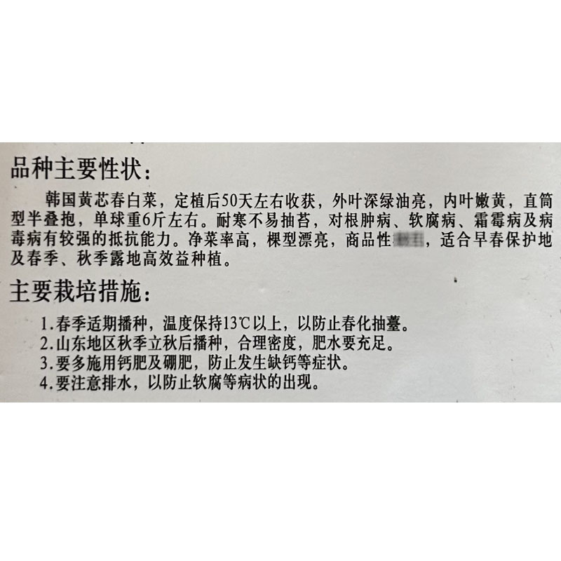黄心白菜种子CR-金福春韩国春白菜50天上市春秋种植