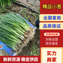 雲南省大理宾川县小葱，一手货源，产地直供！