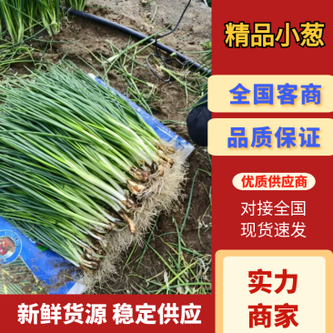 雲南省大理宾川县小葱，一手货源，产地直供！