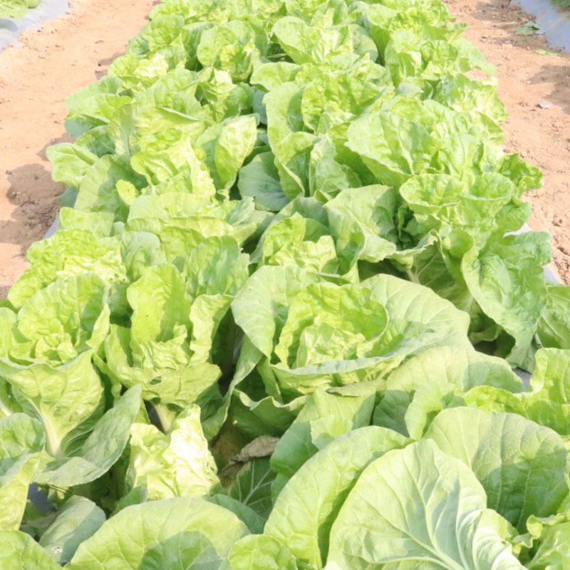 快菜种子奶油叶宽帮早熟生长快耐热耐湿20天上市