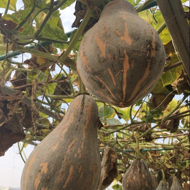 香芋南瓜种子甜粉糯肉厚高产早熟爬架春秋基地种植