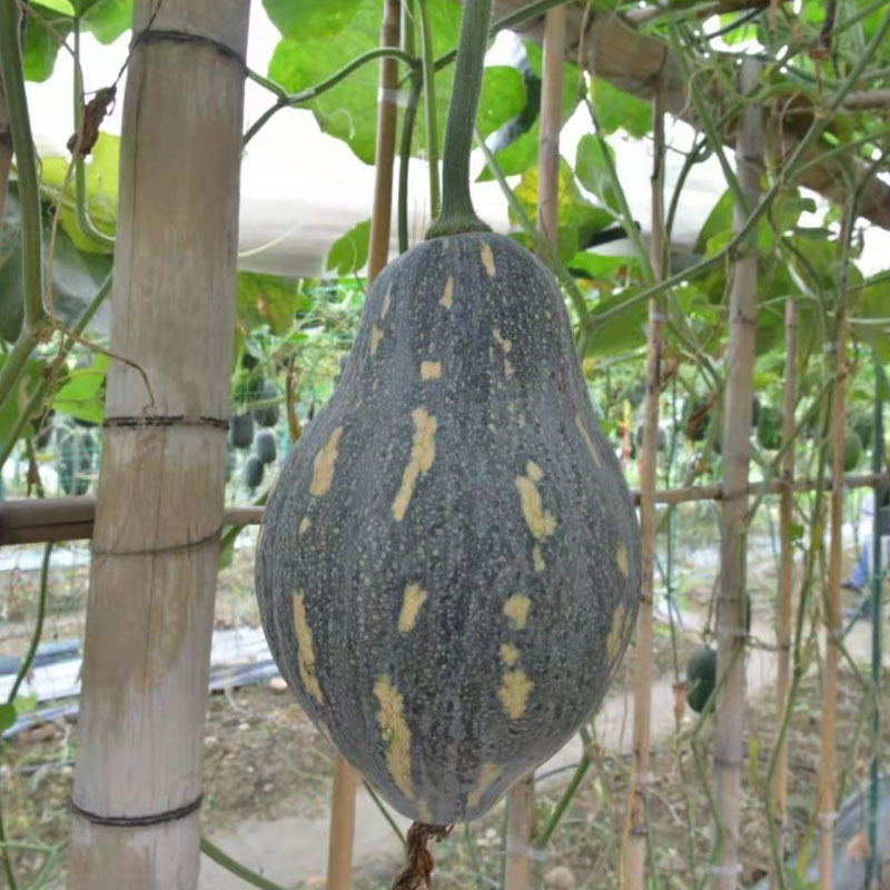 香芋南瓜种子甜粉糯肉厚高产早熟爬架春秋基地种植