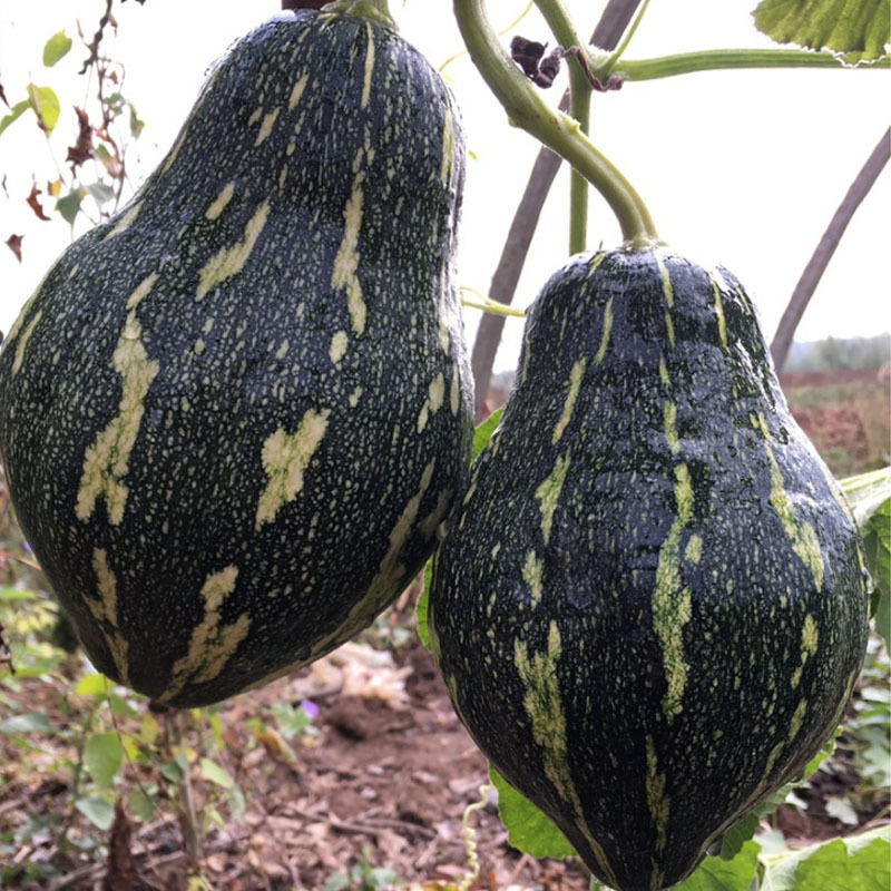 香芋南瓜种子甜粉糯肉厚高产早熟爬架春秋基地种植