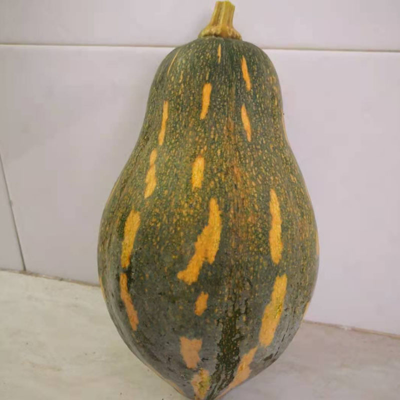 香芋南瓜种子甜粉糯肉厚高产早熟爬架春秋基地种植