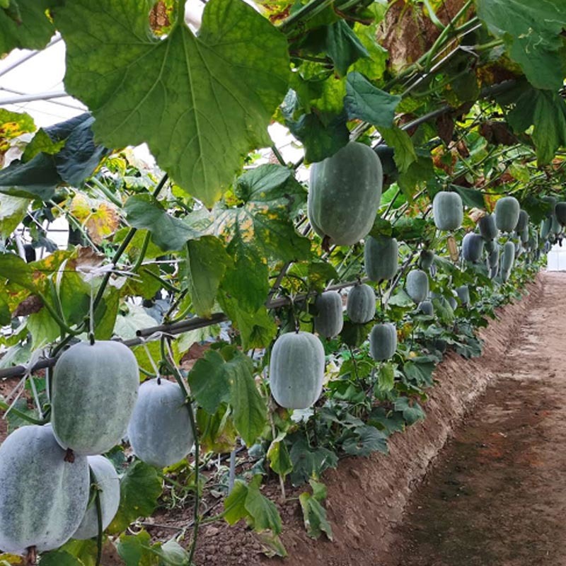 一串铃冬瓜种子肉厚耐高温粉白皮高产节果多基地种植
