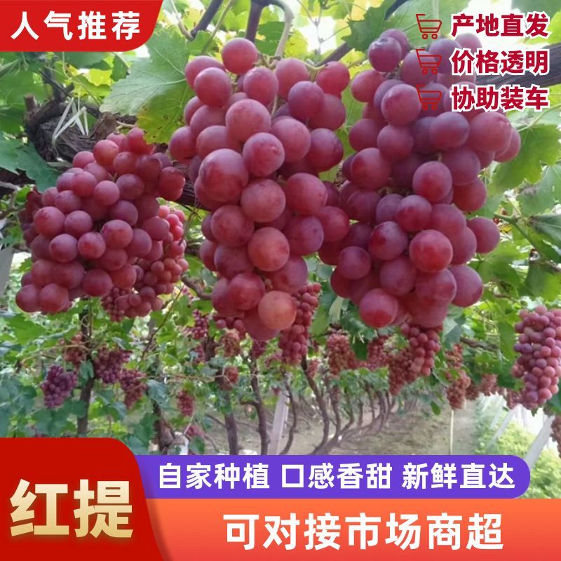 冷库红提葡萄大量上市中，有想法的老板们抓紧联系