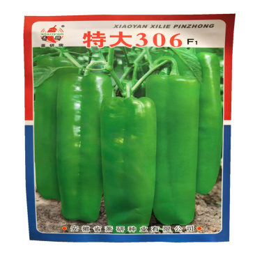 特大306牛角椒种子中早熟微辣大果杂交高产辣椒种子