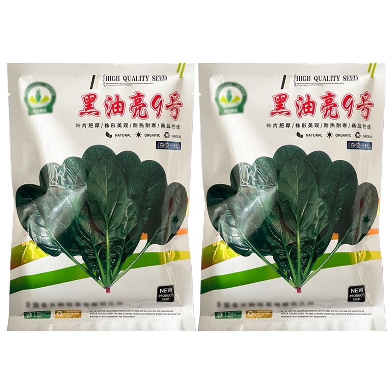黑油亮9号菠菜种子耐热耐寒半圆叶叶柄坚实韧性好