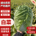 湖北大白菜黄心白菜现摘新鲜鲜嫩蔬菜大量出售农家自种