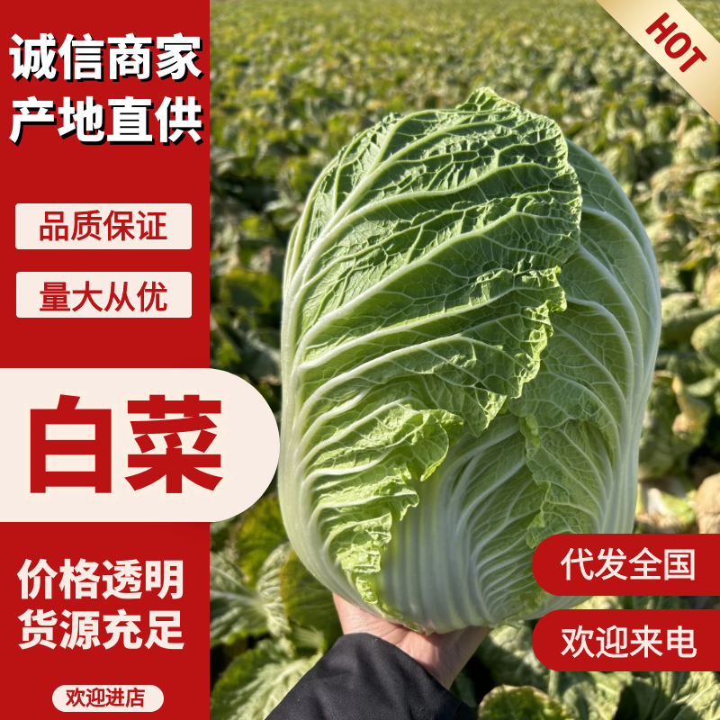 湖北大白菜黄心白菜现摘新鲜鲜嫩蔬菜大量出售农家自种