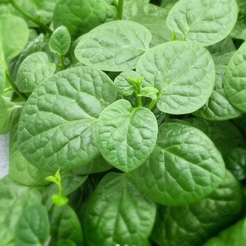 大圆叶木耳菜种子叶片肥厚大叶木耳菜种籽耐高温耐湿