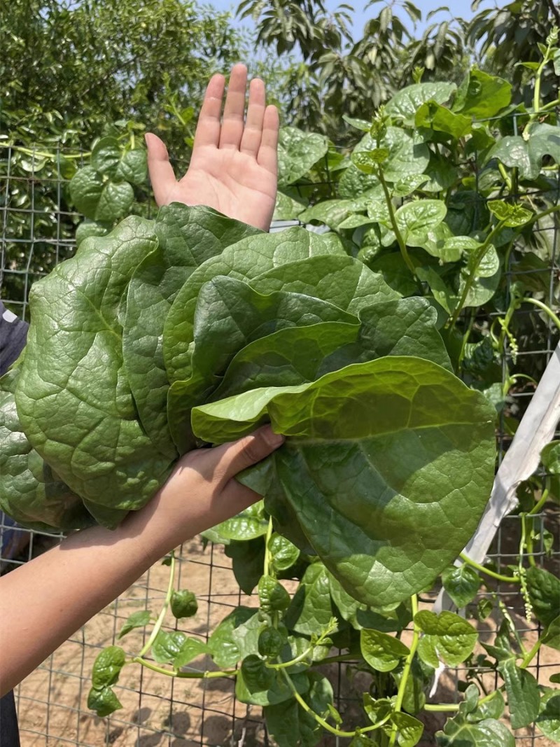 大圆叶木耳菜种子叶片肥厚大叶木耳菜种籽耐高温耐湿
