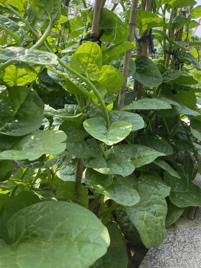 大圆叶木耳菜种子叶片肥厚大叶木耳菜种籽耐高温耐湿