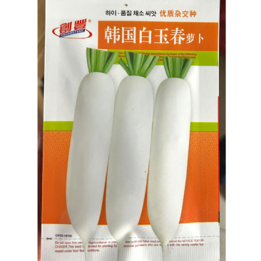 韩国白玉春萝卜种子耐抽苔皮白光滑肉质细嫩不糠心