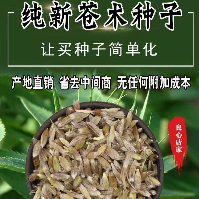 白术种子新采改良白术籽包发芽提供技术指导
