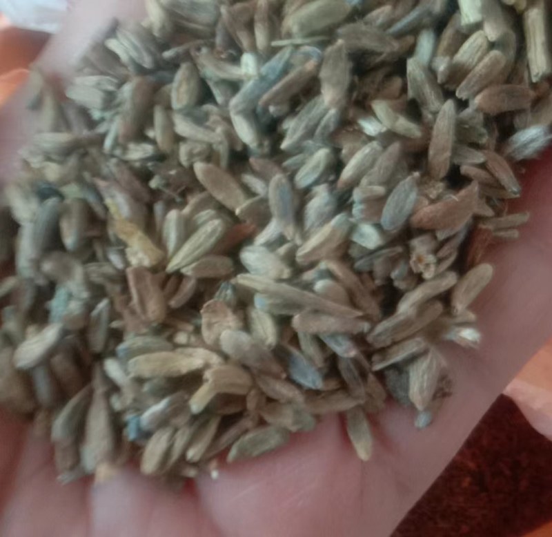 白术种子新采改良白术籽包发芽提供技术指导