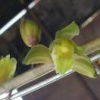 西峡县世钦兰花种植专业合作社的一亩田店铺