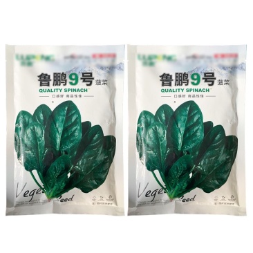 鲁鹏9号菠菜种子叶色深绿尖圆叶叶柄韧性好直立耐抽苔