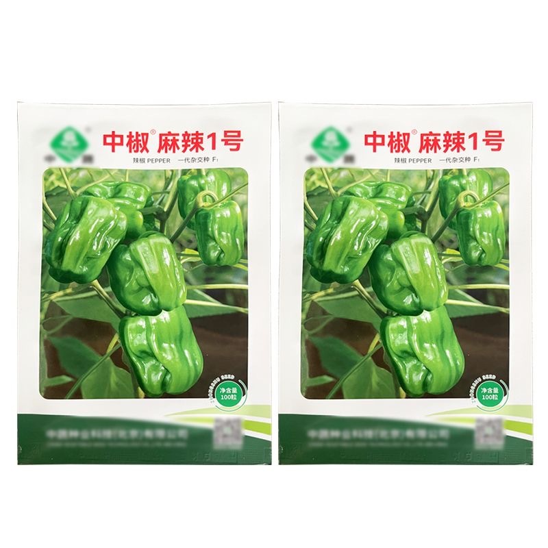 中椒麻辣1号辣椒种子麻辣椒种子果实灯笼形味辣