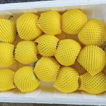 精品云南马连庄甜瓜产地直发大量有货品质保证