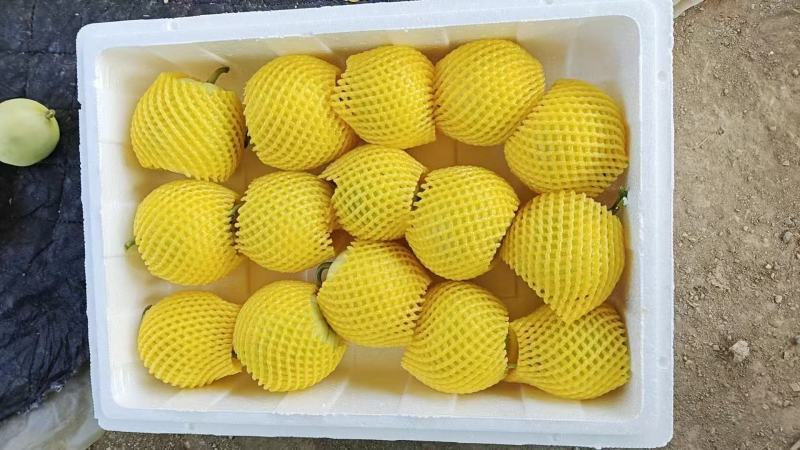 精品云南马连庄甜瓜产地直发大量有货品质保证