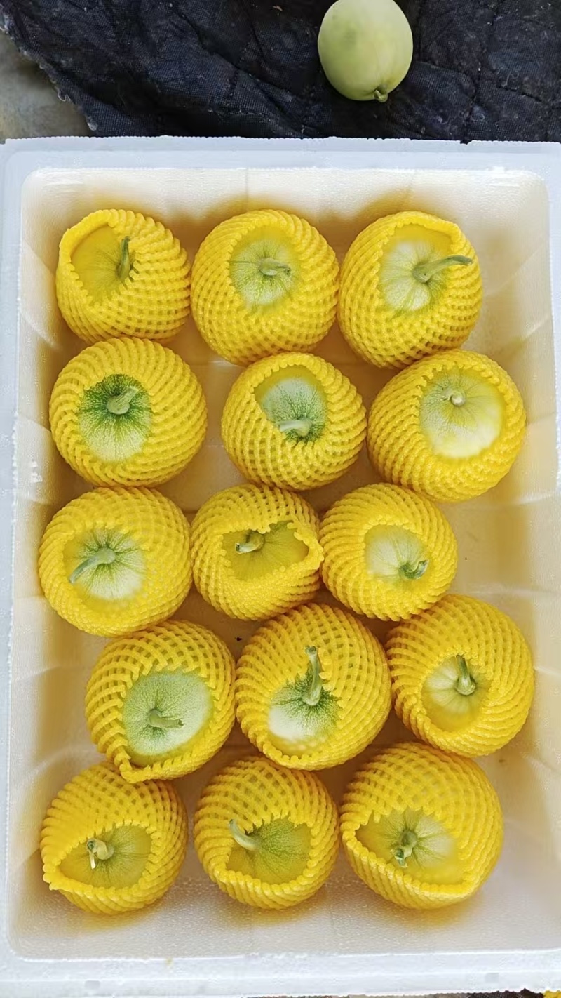 精品云南马连庄甜瓜产地直发大量有货品质保证