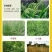 草胺磷草铵膦草铵磷牛筋草烂根杀草剂草甘膦农药一扫光果园除