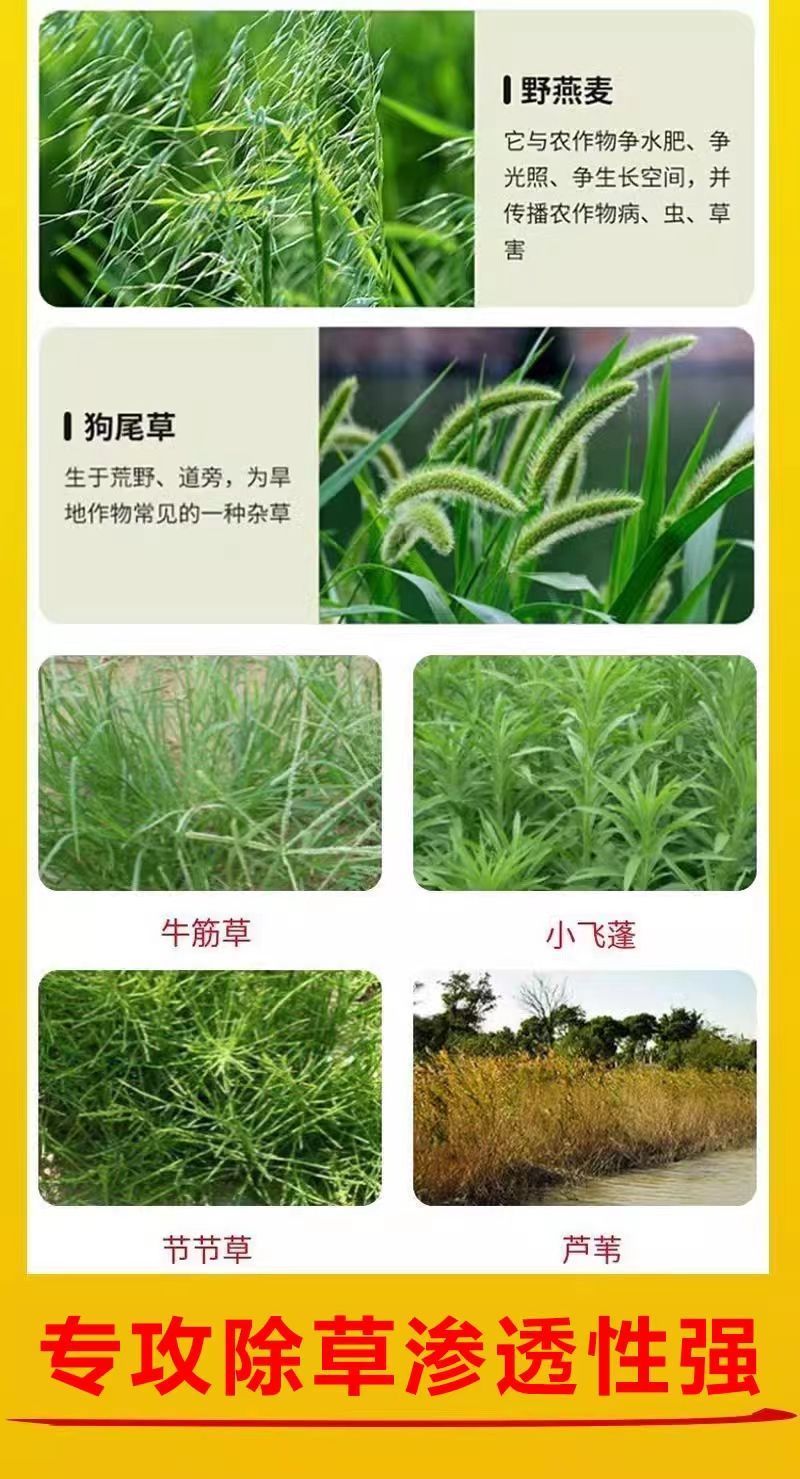 草胺磷草铵膦草铵磷牛筋草烂根杀草剂草甘膦农药一扫光果园除