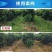 草胺磷草铵膦草铵磷牛筋草烂根杀草剂草甘膦农药一扫光果园除