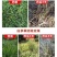 草胺磷草铵膦草铵磷牛筋草烂根杀草剂草甘膦农药一扫光果园除