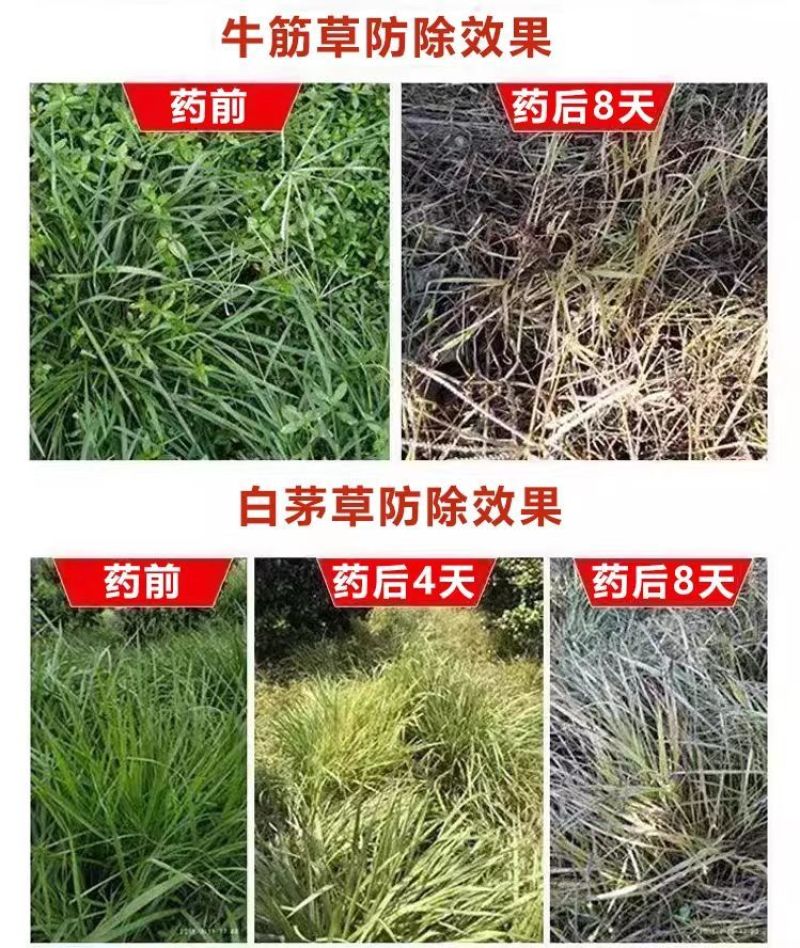 草胺磷草铵膦草铵磷牛筋草烂根杀草剂草甘膦农药一扫光果园除