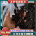 黄精一一一野生黄精九蒸九晒批发营养你我他