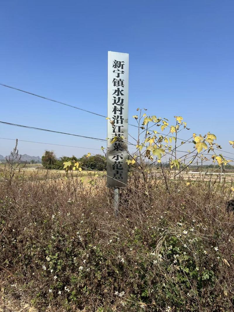 生菜
