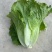 生菜